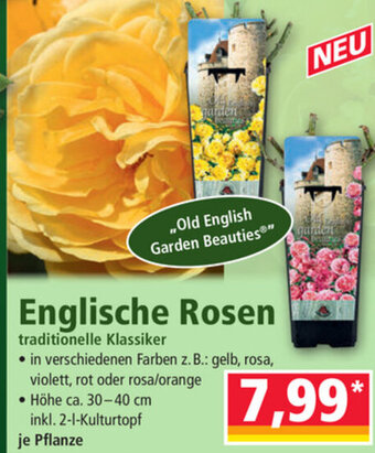 Norma Englische Rosen Angebot