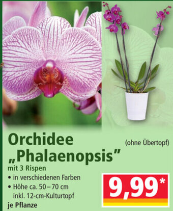 Norma Orchidee Phalaenopsis Angebot