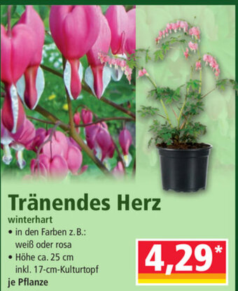 Norma Tränendes Herz Angebot