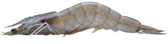 Transgourmet Garnelen white tiger Angebot