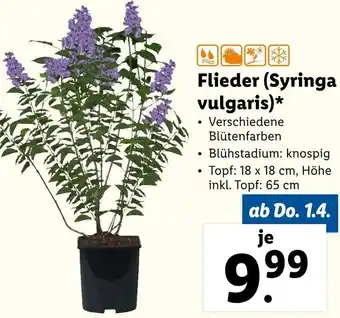 Lidl Flieder Syringa Vulgaris Angebot