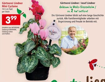 Interspar Gärtnerei Lindner Mini Cyclame 10,5 cm Topf, per Stück Angebot