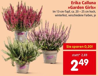 Interspar Erika Calluna >>Garden Girls<< Im 13-cm-Topf, ca. 20-25 cm hoch Angebot