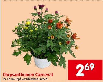 Interspar Chrysanthemen Carneval Im 12-cm-Topf, verschiedene Farben Angebot