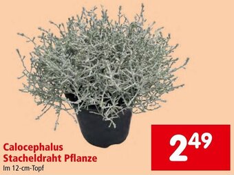 Interspar Calocephalus Stacheldraht Pflanze Im 12-cm-Topf Angebot
