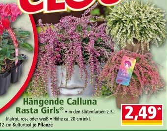 Norma Hängende Calluna Rasta Girls Angebot