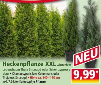 Norma Heckenpflanze XXL Angebot