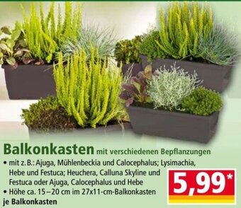Norma Balkonkasten Angebot