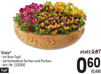 Metro Viola¹) • im 9cm Topf Angebot