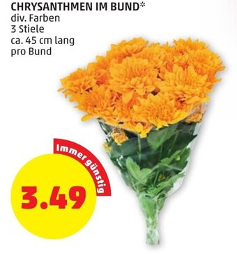 PENNY CHRYSANTHMEN IM BUND div. Farben 3 Stiele ca. 45 cm lang pro Bund Angebot