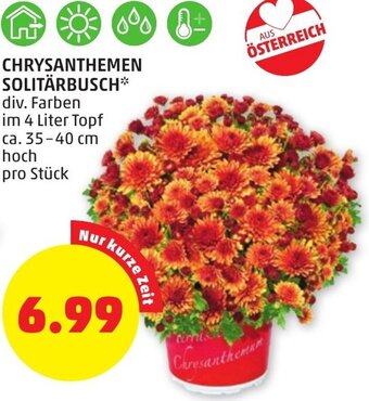 PENNY CHRYSANTHEMEN SOLITÄRBUSCH div. Farben im 4 Liter Topf ca. 35-40 cm hoch pro Stück Angebot