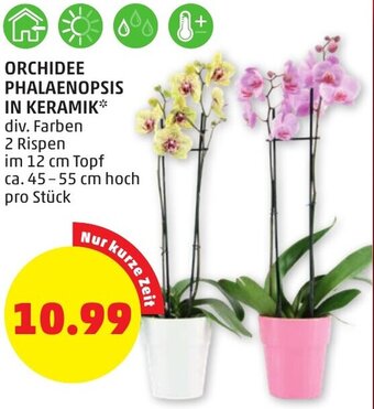 PENNY ORCHIDEE PHALAENOPSIS IN KERAMIK Angebot