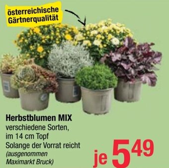 Maximarkt Herbstblumen MIX Angebot
