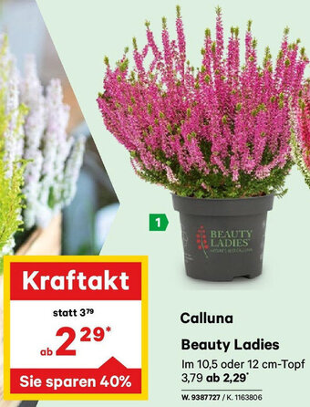 Lagerhaus Calluna Beauty Ladies Angebot