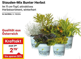 Lagerhaus Stauden-Mix Bunter Herbst Angebot