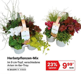 Lagerhaus Herbstpflanzen-Mix Angebot