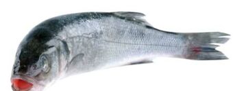 Transgourmet Wolfsbarsch Angebot