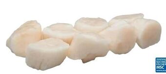 Transgourmet Jakobsmuscheln u10 Angebot
