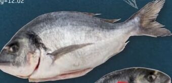 PENNY Goldbrasse Angebot