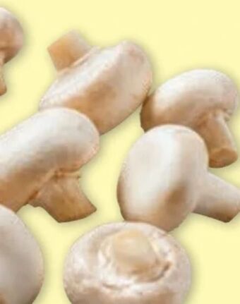 PENNY Champignons Angebot