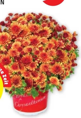 PENNY Chrysanthemen solitärbusch Angebot