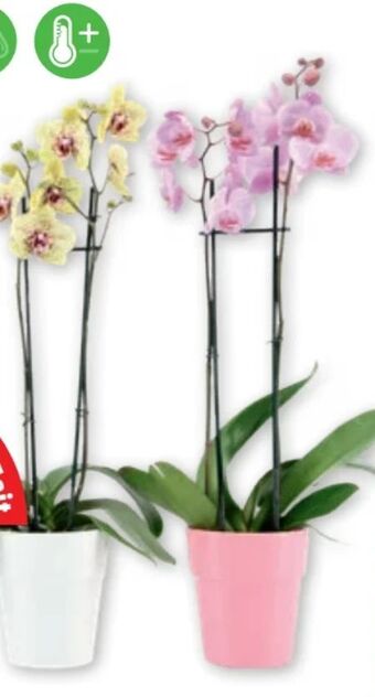 PENNY Orchidee phalaenopsis Angebot