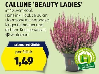 Hofer CALLUNE 'BEAUTY LADIES' Angebot