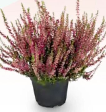 Billa Calluna garden girls Angebot