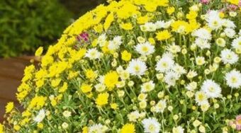 Hellweg Chrysanthemen trio Angebot