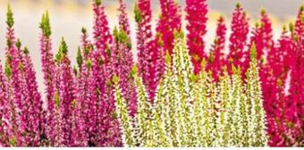 Hellweg Knospenheide beauty ladies Angebot