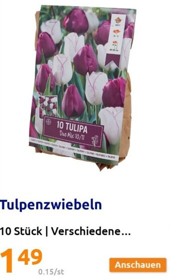 Action Tulpenzwiebeln 10 Stück | Verschiedene... Angebot