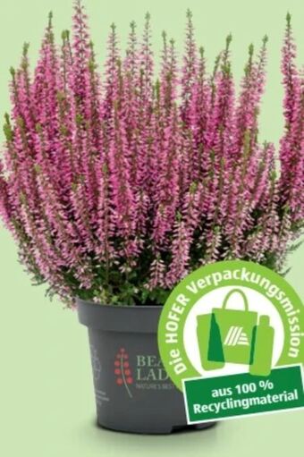 Hofer Callunen beauty ladies Angebot