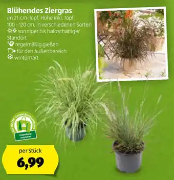 Hofer Blühendes Ziergras Angebot