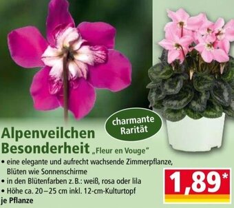 Norma Alpenveilchen Besonderheit „Fleur en Vouge" Angebot
