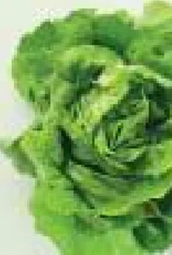 MPreis Kopfsalat Angebot