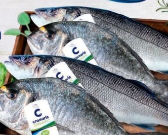 Metro Goldbrasse Angebot