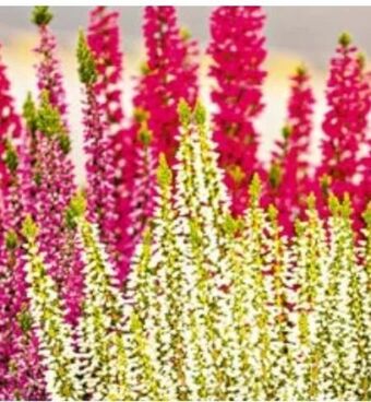 Hellweg Knospenheide beauty ladies Angebot