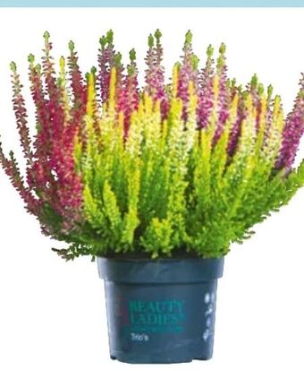 Hellweg Knospenheide beauty ladies trio Angebot