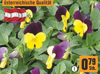 Hornbach Mini-Stiefmütterchen Angebot