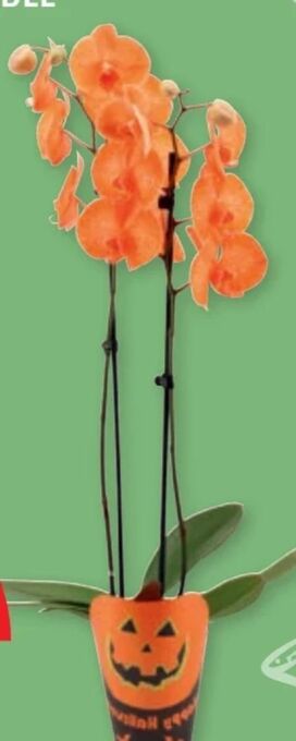 PENNY Orchidee halloween Angebot