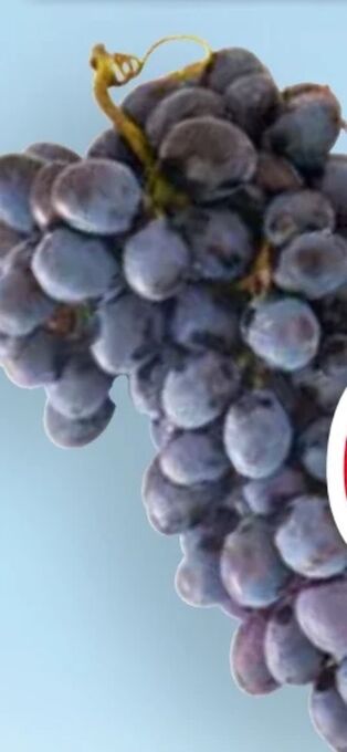 MPreis Premium trauben Angebot