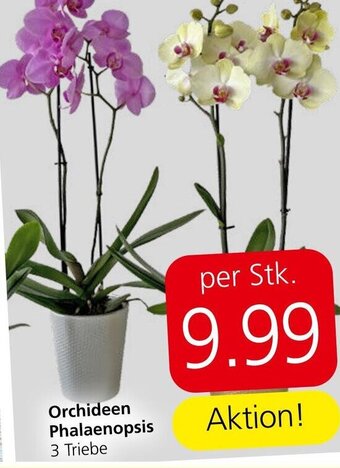 Spar Orchideen Phalaenopsis 3 Triebe Angebot