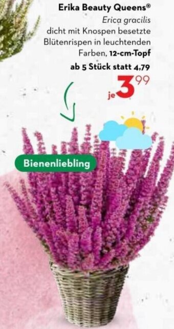 Bellaflora Erika Beauty Queens Angebot