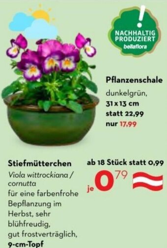 Bellaflora Stiefmütterchen Angebot