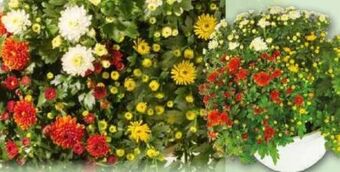 Norma Chrysanthemen multiflora trio Angebot