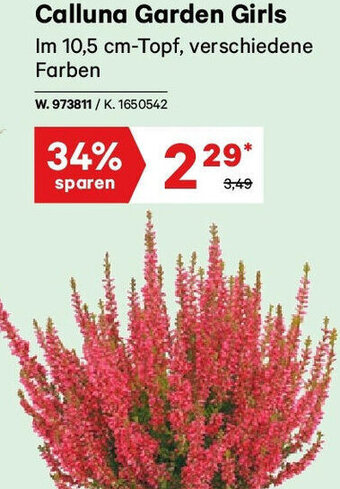 Lagerhaus Calluna Garden Girls Angebot