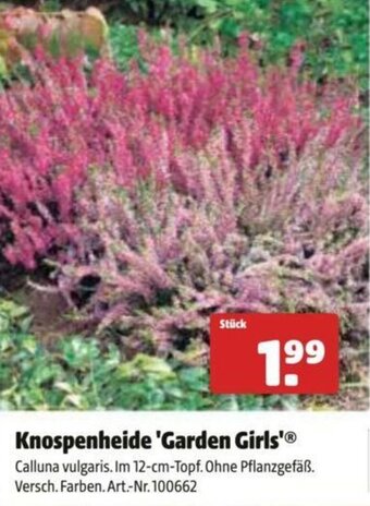 Hagebau Knospenheide 'Garden Girls' Angebot
