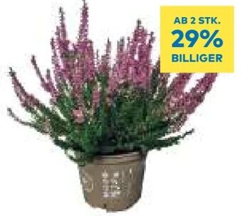 T&G Calluna einfarbig Angebot