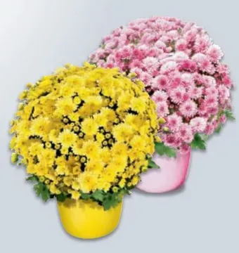 Metro Chrysantheme multiflora Angebot