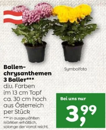 ADEG Ballen- chrysanthemen 3 Baller Angebot